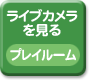 ���C�u�J����������@�v���C���[��